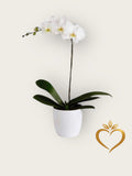 Single Stem Live Phalaenopsis Orchid | Long Lasting Gift