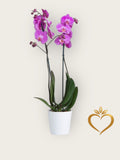 Double Stem Orchid Plant - Premium Phalaenopsis Same Day Delivery Nashville | Luxury Gift
