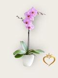 Single Stem Phalaenopsis Orchid
